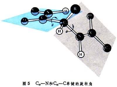 蛋白質晶體化學