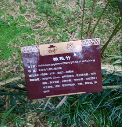 長寧庫-橄欖竹群體