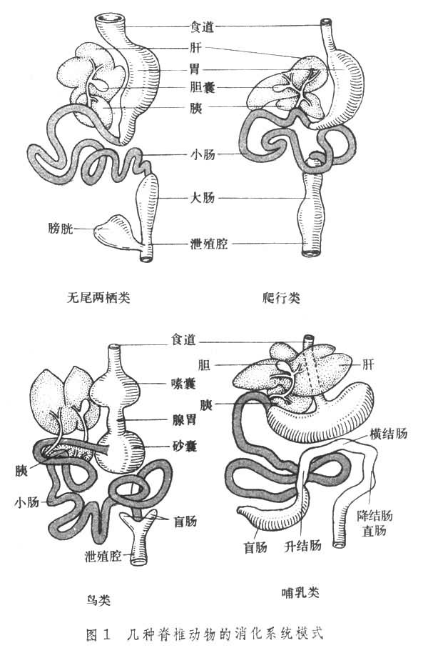 胚外內胚層