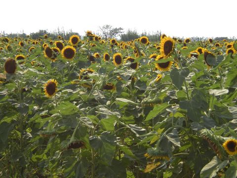 蓮花蟹園