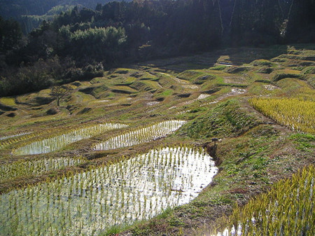 初冬的大山千枚田