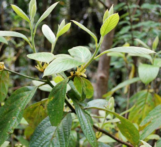 團香果(大毛葉楠)