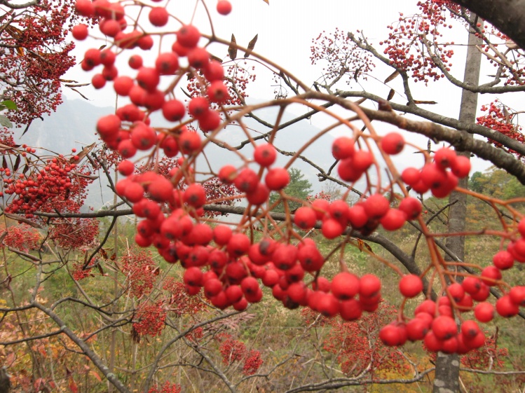 花楸屬