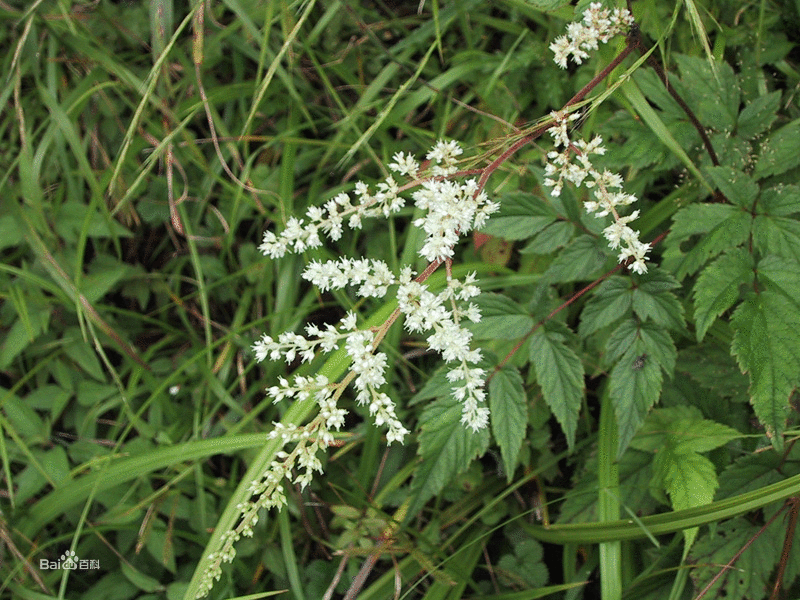 複葉披麻草根(複葉披麻草根)