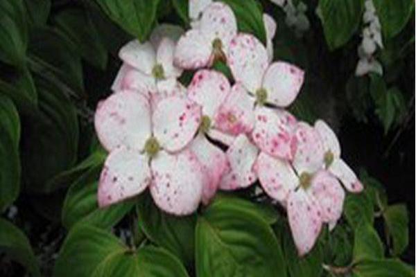 Cornus kousa \x27Satomi\x27