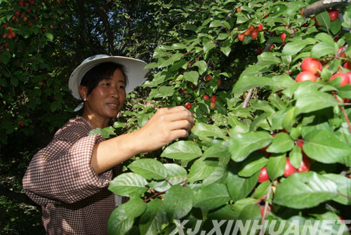 果農採收野酸梅