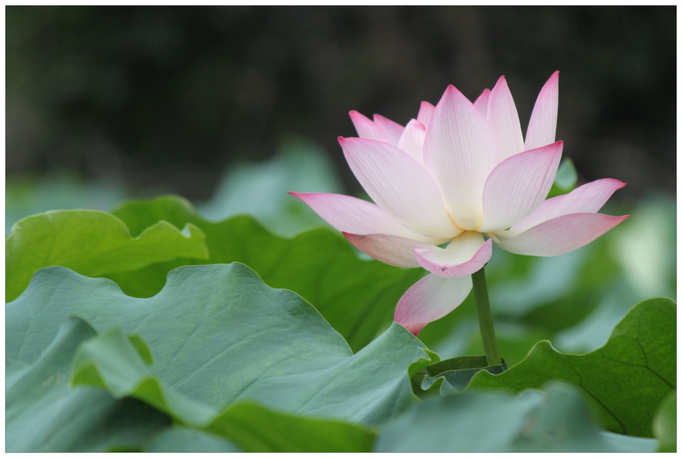 彩虹(荷花品種)