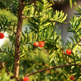 東北紅豆杉(黑龍江東北紅豆杉)