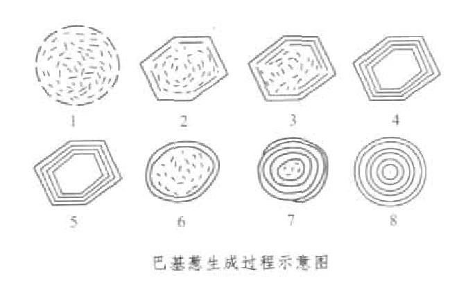 巴基蔥