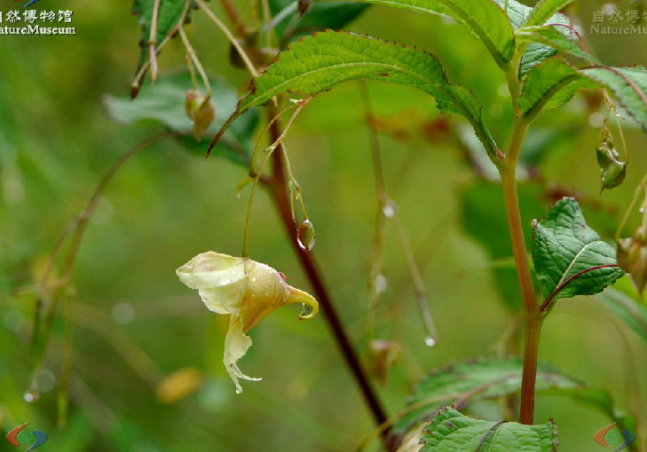 蕁麻葉鳳仙花