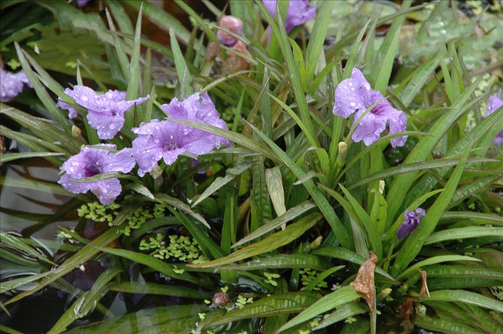 藍花草