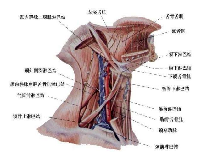 面頸部淋巴結炎