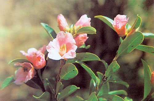 西南山茶(植物)