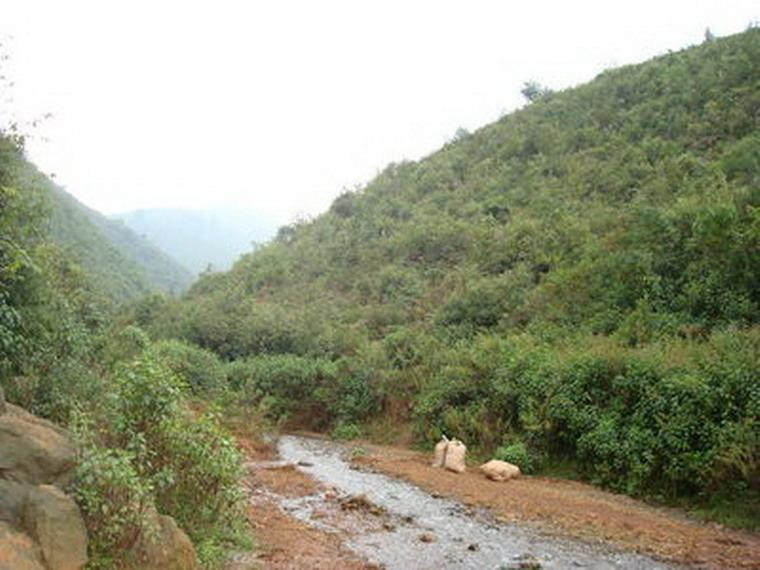 野龍樹自然村