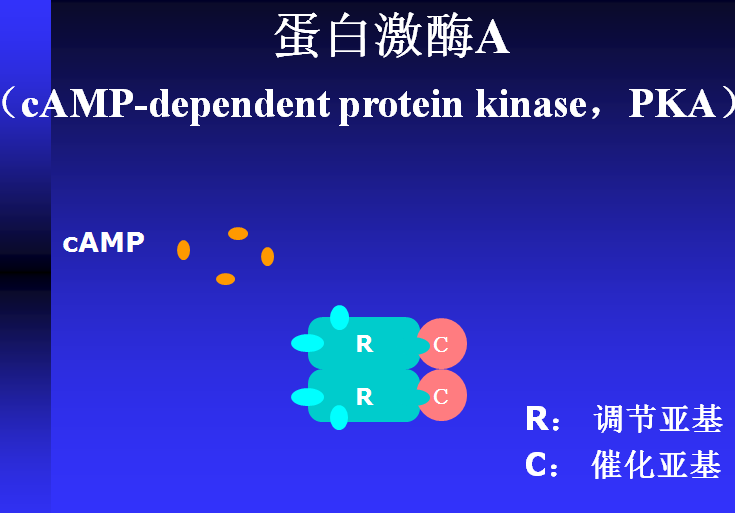 pKa(蛋白激酶A)