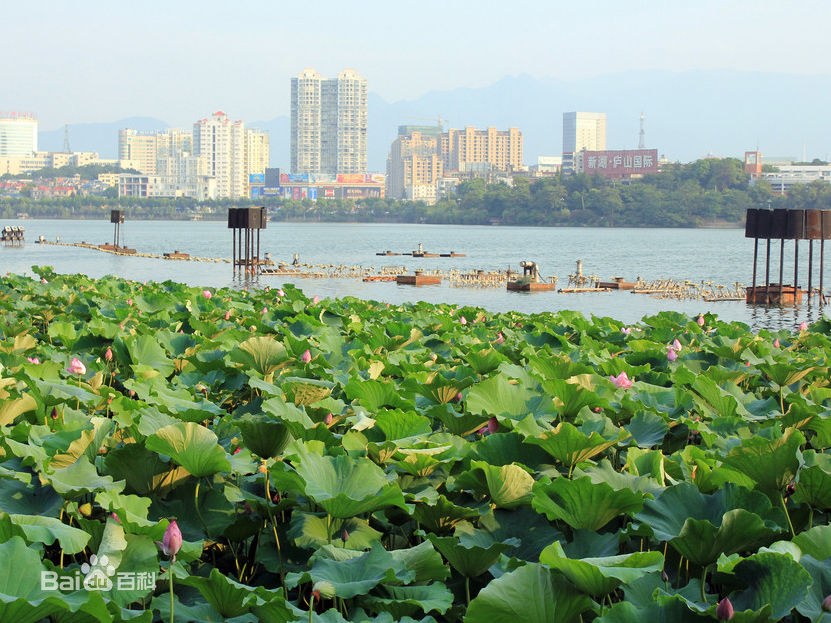 九江市甘棠湖荷花