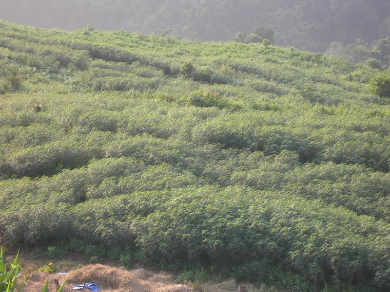 永惹自然村木薯