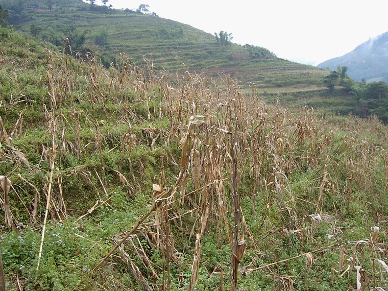 外麥地自然村種植業