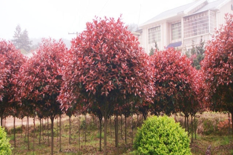 紅葉石楠黃山學院3號