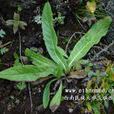 翼首草(川續斷科翼首花屬植物)