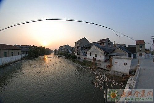 金魚橋村