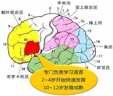 布羅卡斯區(布羅卡區)