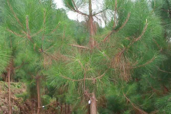 思茅松景谷家系53號