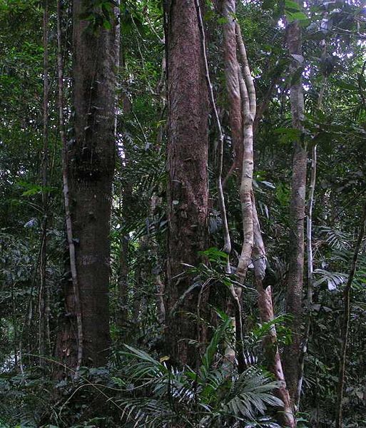 澳大利亞昆士蘭州的熱帶雨林