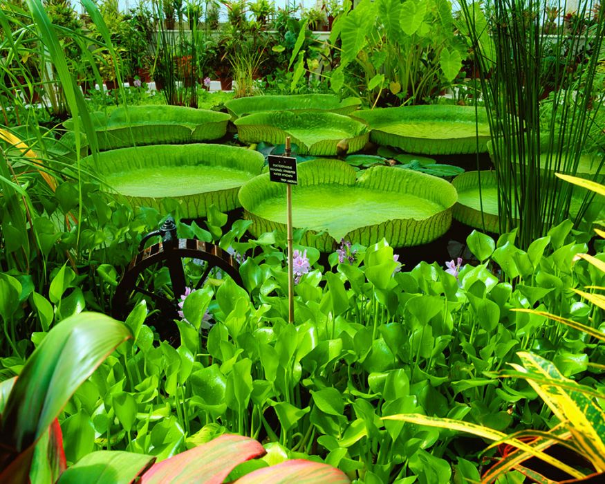 愛爾蘭國家植物園