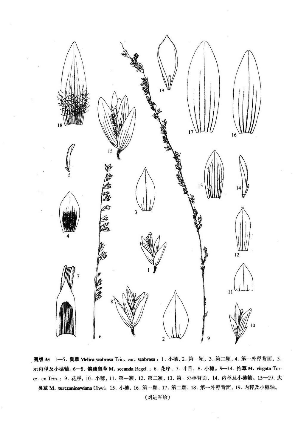 臭草（原變種）