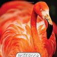 Notebook: Flamingo Bird : Notebook Journal Diary, 110 Lined Pages, 8\x22 X 10\x22