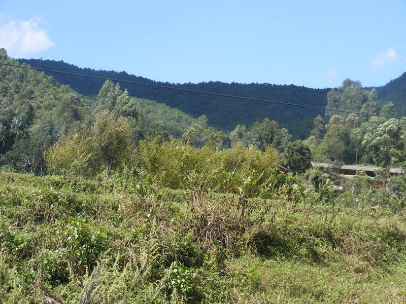 背陰村(廣東省廣州市增城區派潭鎮下轄村)