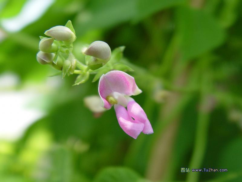 海綠甜豌豆(香豆花)