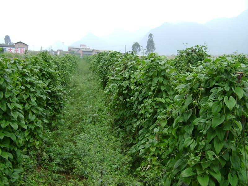 麥地沖自然村(雲南省丘北縣八道哨鄉下轄村)