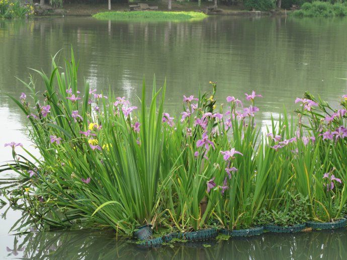 自生植物