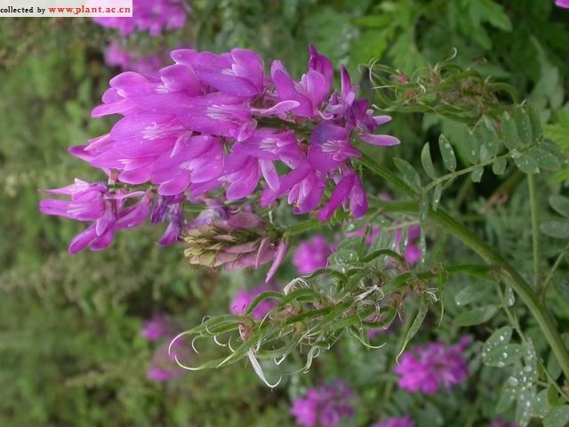 達烏里薔薇