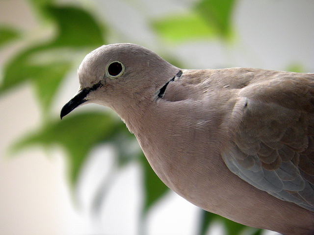 珠頸斑鳩頭部