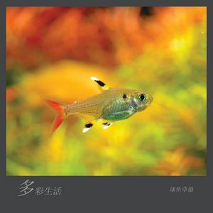 玻璃燈魚