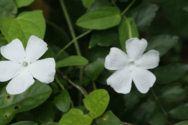 碗花草(爵床科山牽牛屬植物)