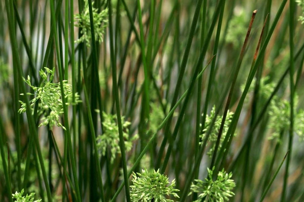 野燈芯草