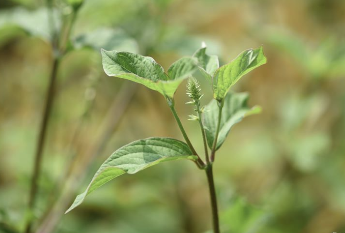 牛膝(莧科牛膝屬植物)