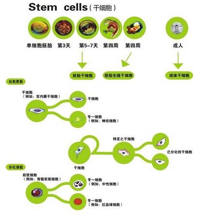成體幹細胞