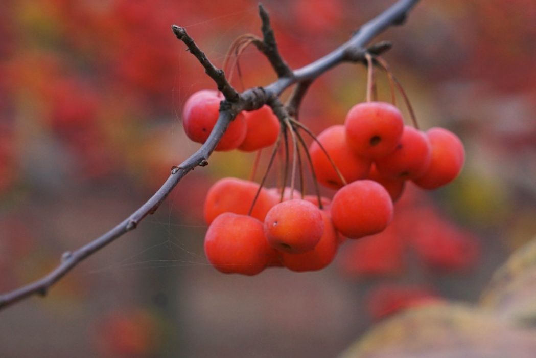 紅瑪瑙海棠