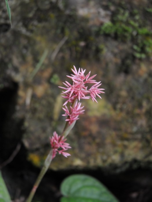 花莛薹草