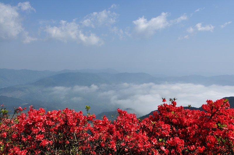 全身是寶映山紅