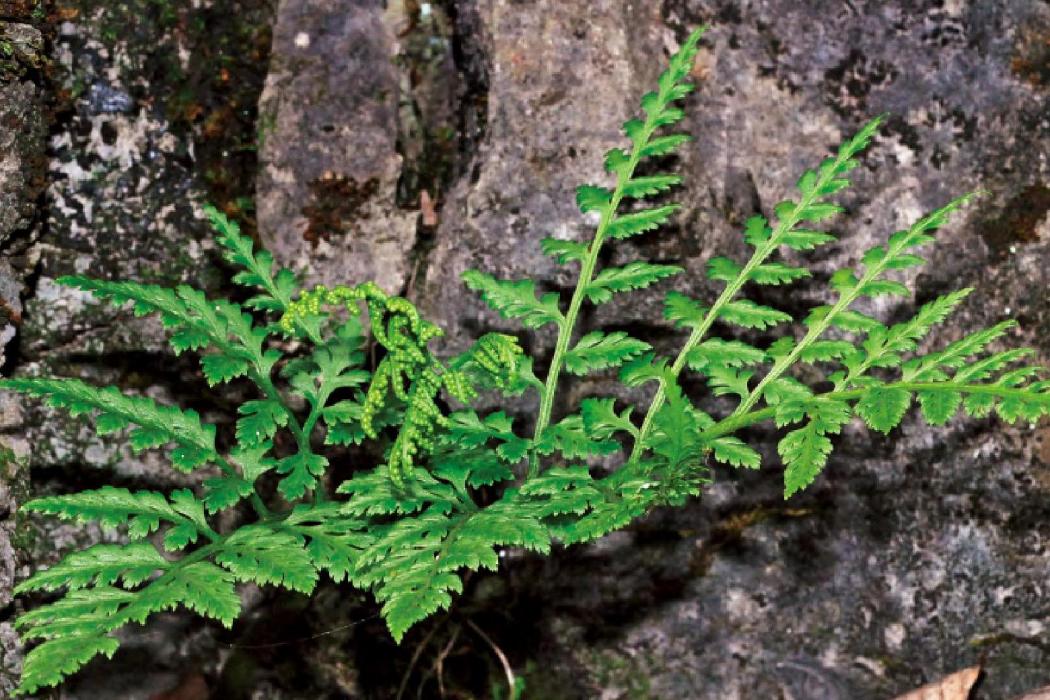 蕨萁(瓶爾小草科蕨萁屬植物)