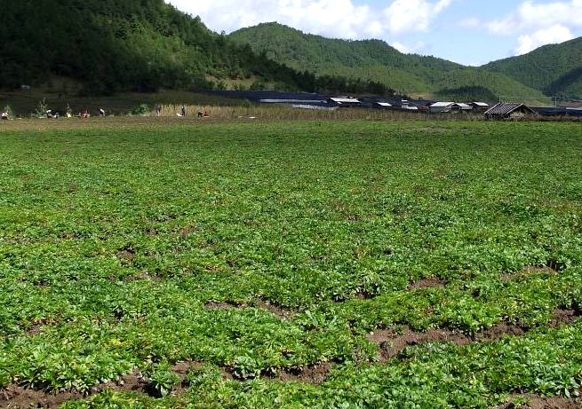 胡黃蓮(玄參科胡黃蓮屬多年生草本植物)