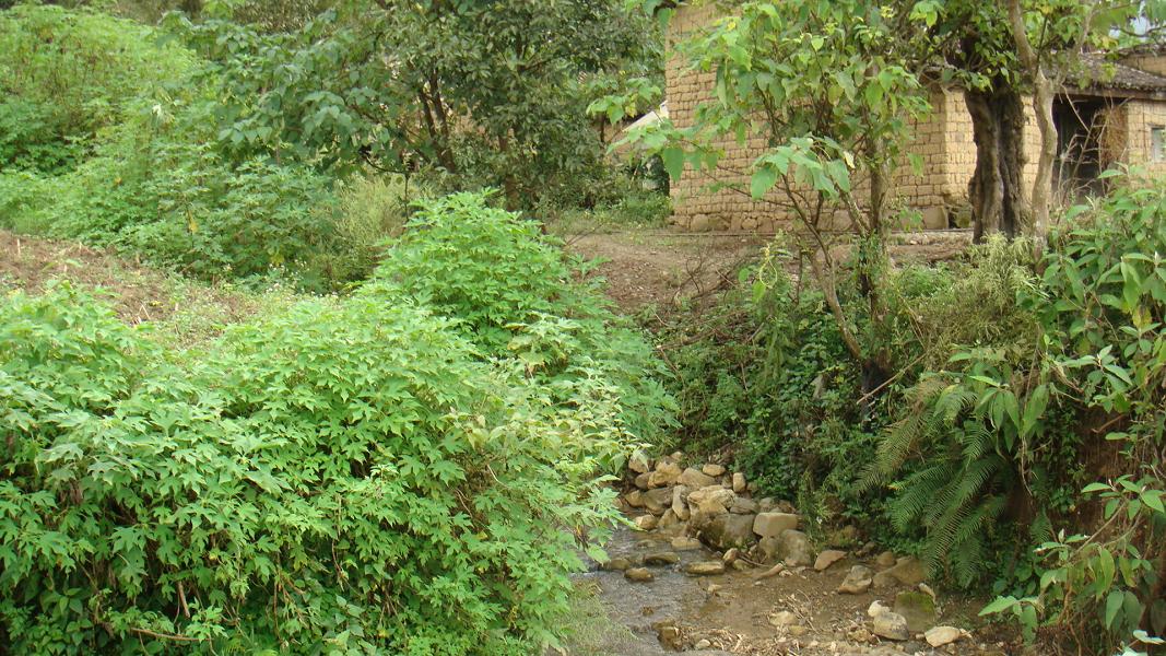 高埂自然村(孟弄彝族鄉富東行政村下轄自然村)