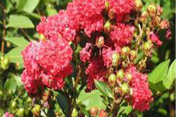 Lagerstroemia \x27Gamad I\x27 RAZZLE DAZZLE CHERRY