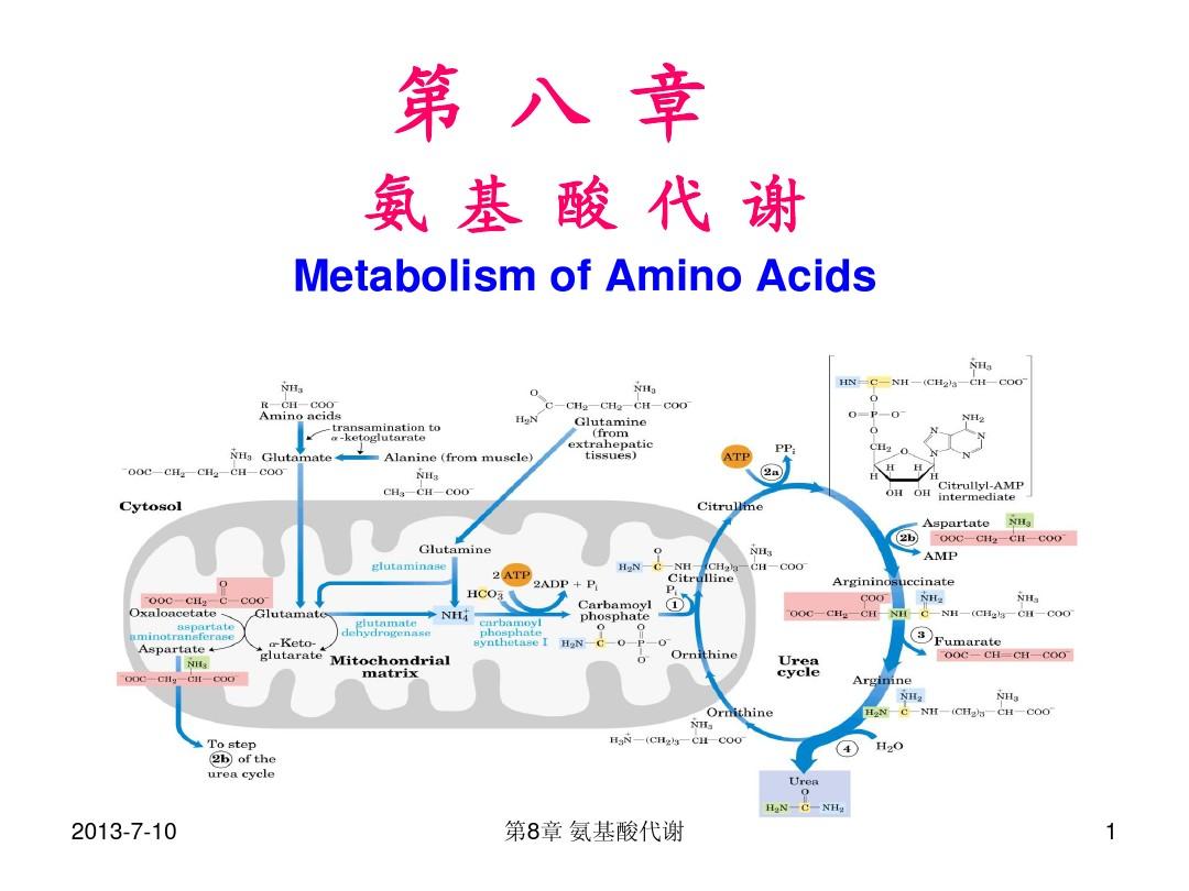 胺基酸代謝